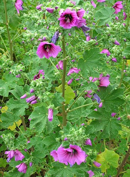 Malva arborea / Malvone maggiore